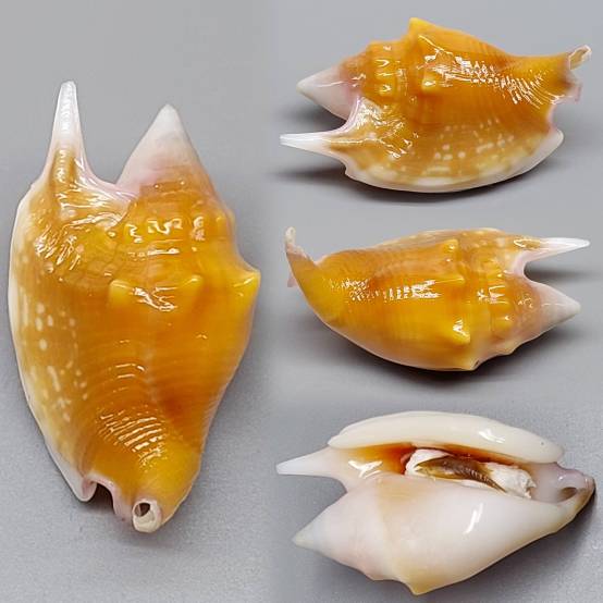 Shell Embulbul shellauction.net :: Euprotomus bulla - 4055818
