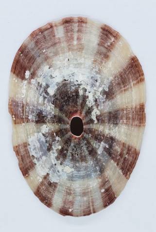 Fimbria Shell shellauction.net :: Fissurella maxima - 4058048
