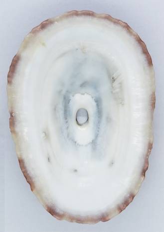 Fimbria Shell shellauction.net :: Fissurella maxima - 4058048