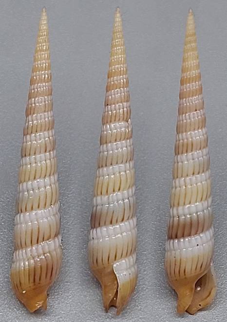 Tabang Shell shellauction.net :: Terebra sp. - 4059154