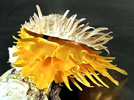 shellauction.net :: Spondylus sp. - 4061209