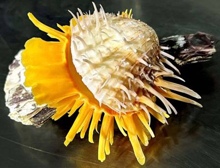 shellauction.net :: Spondylus sp. - 4061209