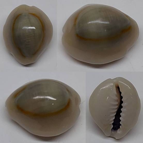 shellauction.net :: Monetaria annulus - 4061339