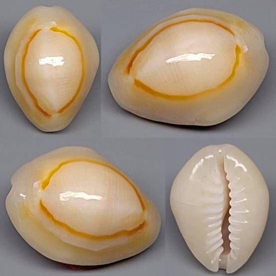 shellauction.net :: Monetaria annulus - 4064941