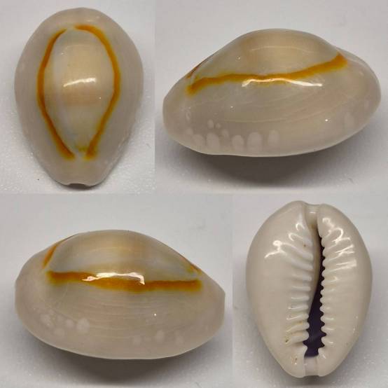 shellauction.net :: Monetaria annulus alboguttata - 4075565