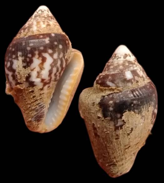 shellauction.net :: Columbella strombiformis - 4076719