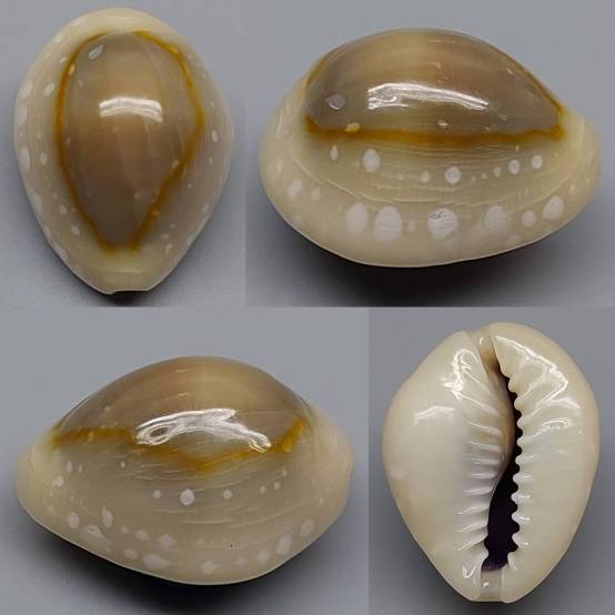 shellauction.net :: Monetaria annulus alboguttata - 4079314