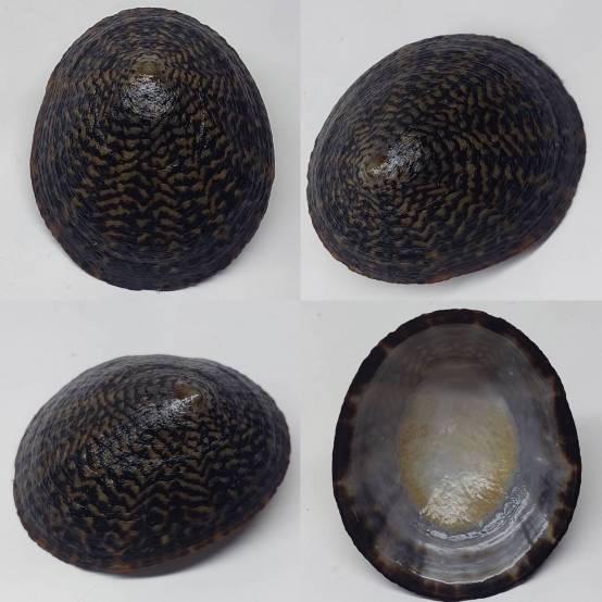 Testudinata Shell shellauction.net :: Cellana testudinaria - 4081970