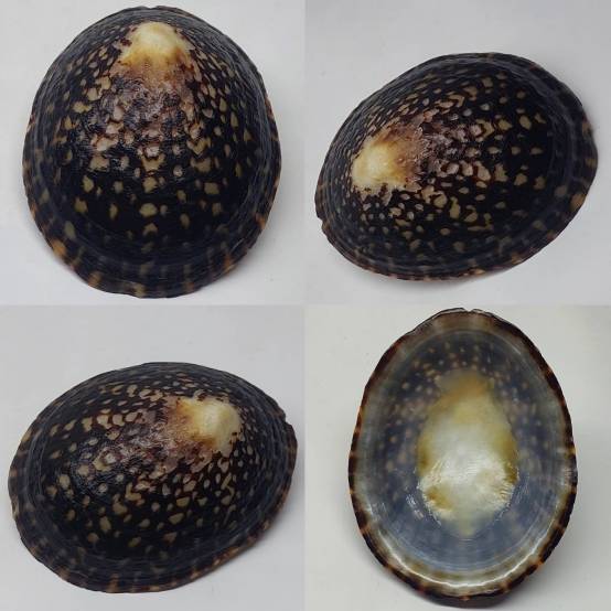Cellana Shell shellauction.net :: Cellana testudinaria - 4081971