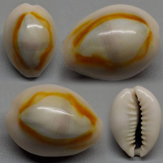 shellauction.net :: Monetaria annulus - 4084200