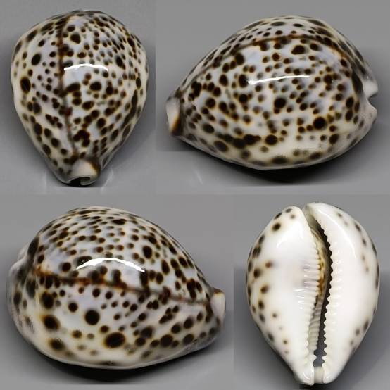 shellauction.net :: Cypraea tigris - 4086094