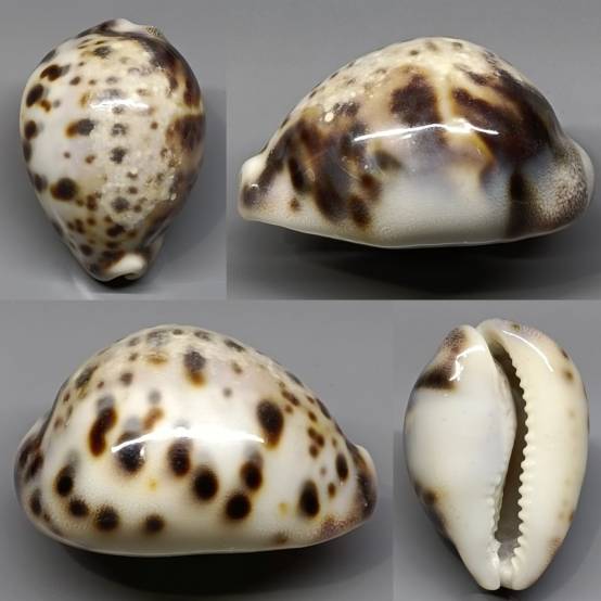shellauction.net :: Cypraea tigris - 4086160