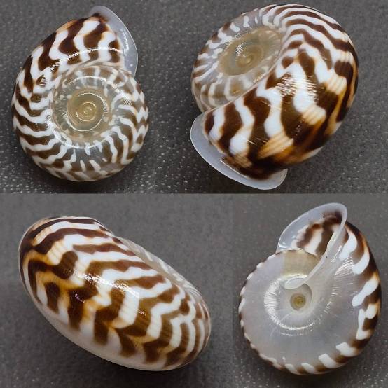 Groundnut Shell Zebra shellauction.net :: Planispira zebra var - 4086440