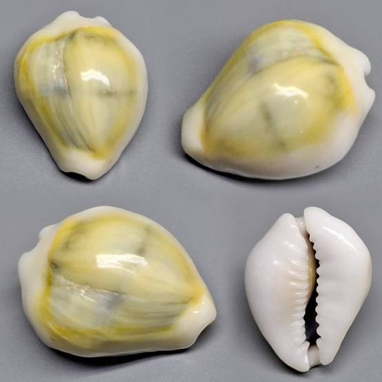 Ilocano Shell shellauction.net :: Monetaria moneta - 4087389