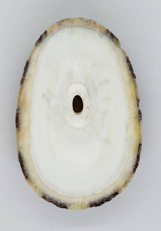 Fimbria Shell shellauction.net :: Fissurella maxima - 4088160