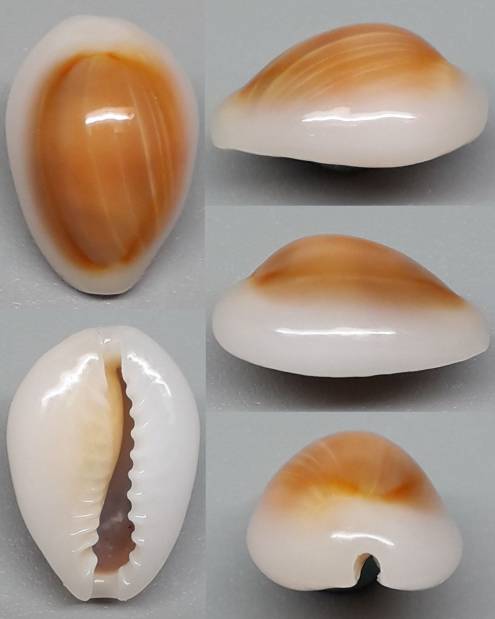shellauction.net :: Monetaria annulus - 4095216