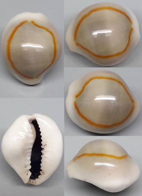 shellauction.net :: Monetaria annulus - 4095280