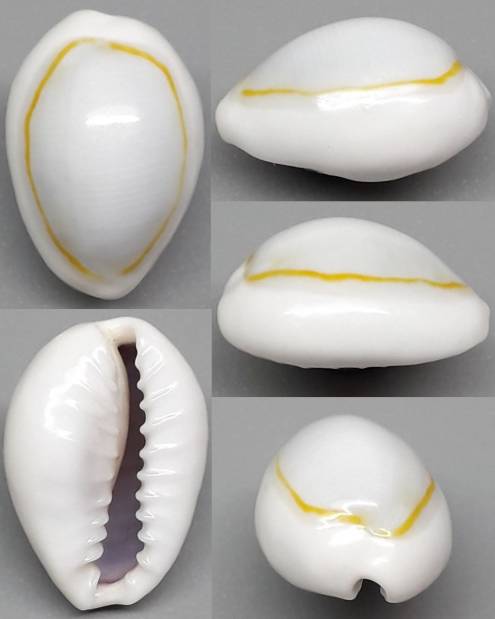 shellauction.net :: Monetaria annulus - 4095281