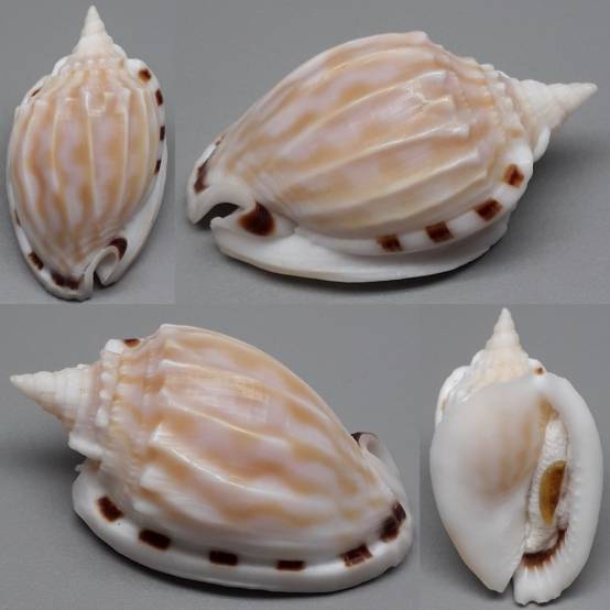 Fimbria Shell shellauction.net :: Phalium fimbria - 4096068