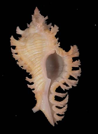 shellauction.net :: Chicoreus artemis - 4096169