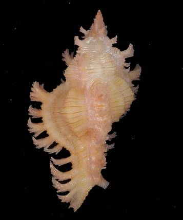 shellauction.net :: Chicoreus artemis - 4096169