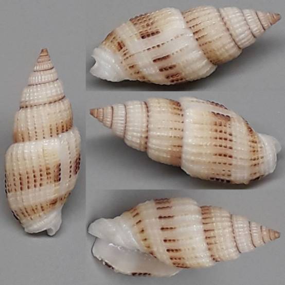 shellauction.net :: Vexillum exasperatum - 4104031