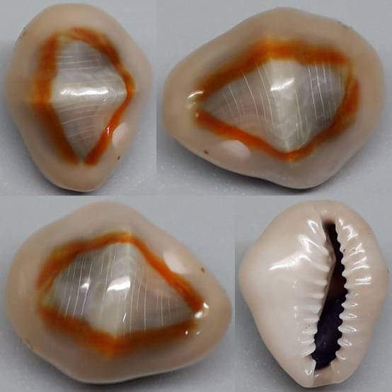 shellauction.net :: Monetaria annulus - 4104163
