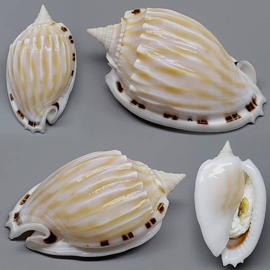 Fimbria Shell shellauction.net :: Phalium fimbria - 4105123
