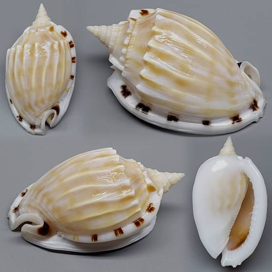 Fimbria Shell shellauction.net :: Phalium fimbria - 4105126