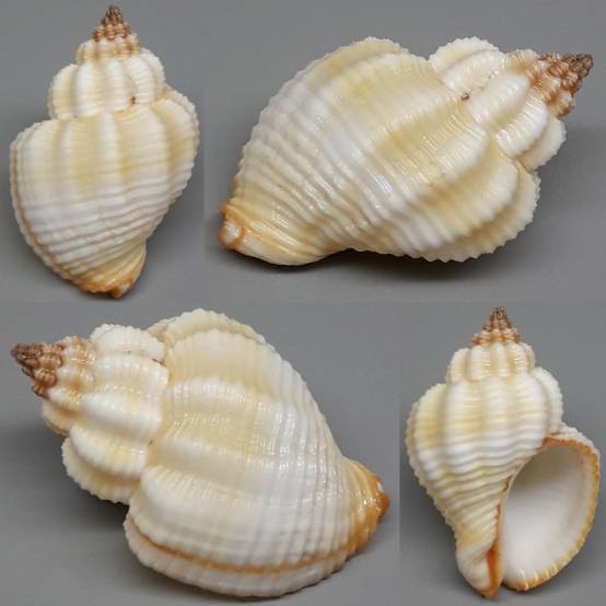 shellauction.net :: Cantharus tranquebaricus - 4117751