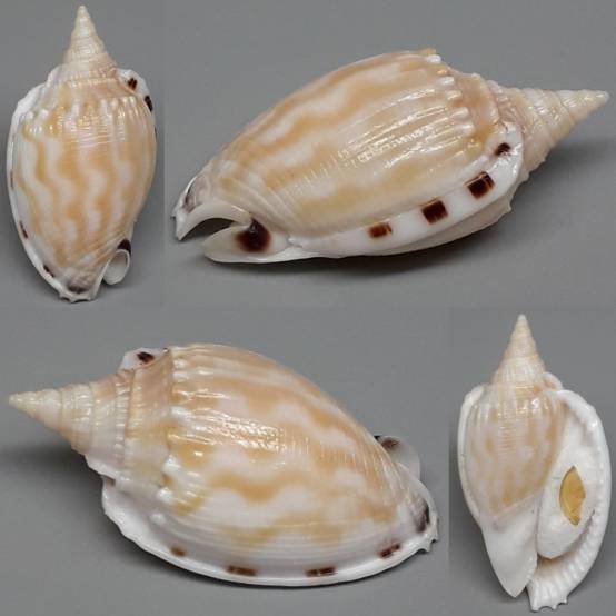 Fimbria Shell shellauction.net :: Phalium fimbria - 4117752