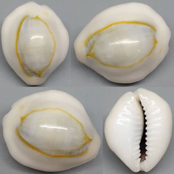 shellauction.net :: Monetaria annulus - 4121101