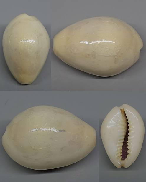 shellauction.net :: Monetaria annulus - 4122886