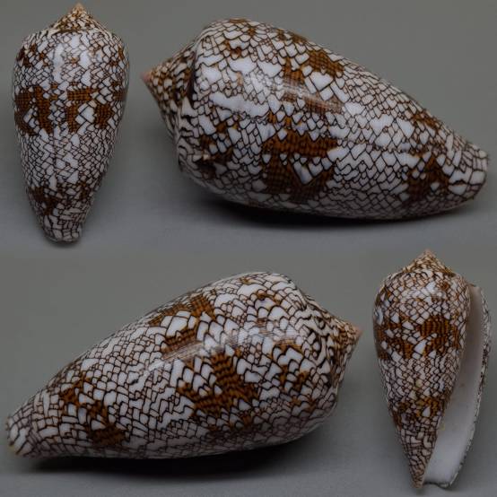 shellauction.net :: Conus textile - 4124744