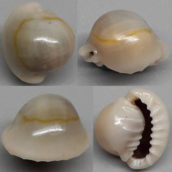 shellauction.net :: Monetaria annulus - 4125032