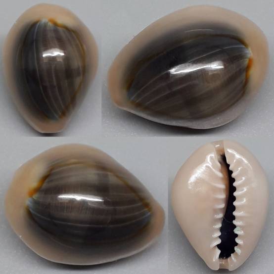 shellauction.net :: Monetaria annulus - 4126044