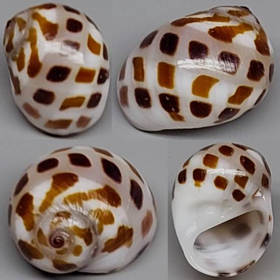 shellauction.net :: Natica sp. - 4126774