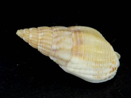 shellauction.net :: Nassarius reticulatus - 4130192