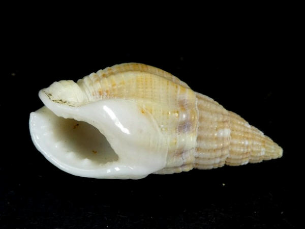 shellauction.net :: Nassarius reticulatus - 4130192