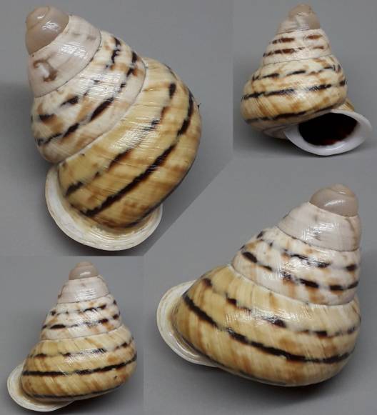 shellauction.net :: Canefriula lacteolota japenensis - 4139957