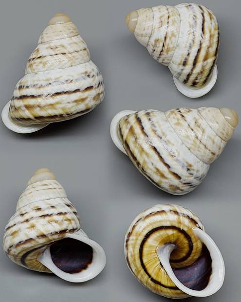 shellauction.net :: canefriula lacteolata - 4152610