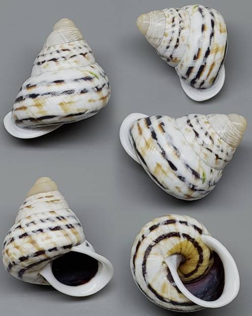 shellauction.net :: canefriula lacteolata - 4152733