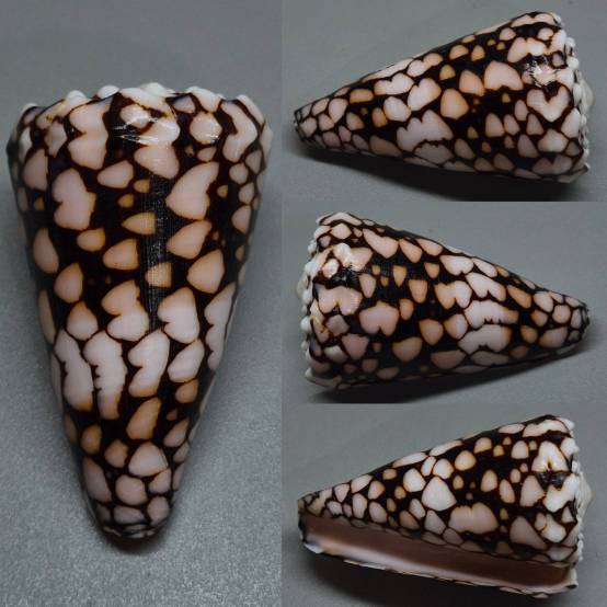 shellauction.net :: Conus bandanus - 4305494