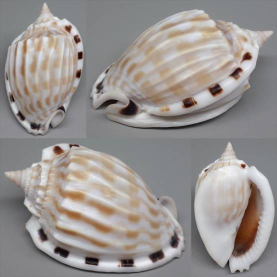Fimbria Shell shellauction.net :: Phalium fimbria - 4308643