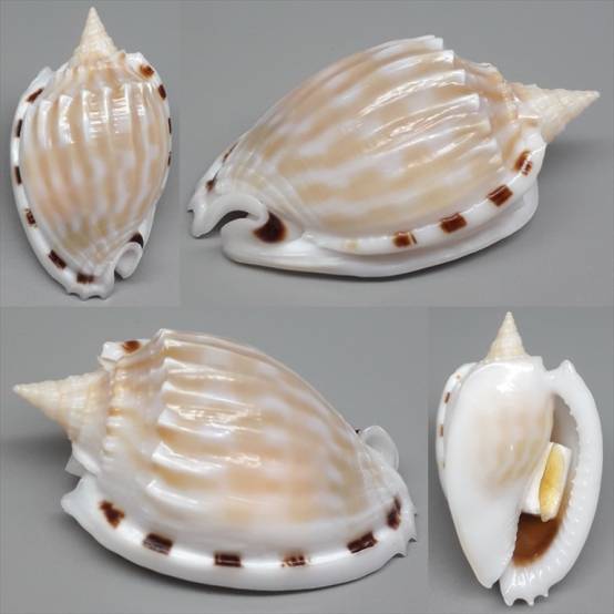 Fimbria Shell shellauction.net :: Phalium fimbria - 4316933