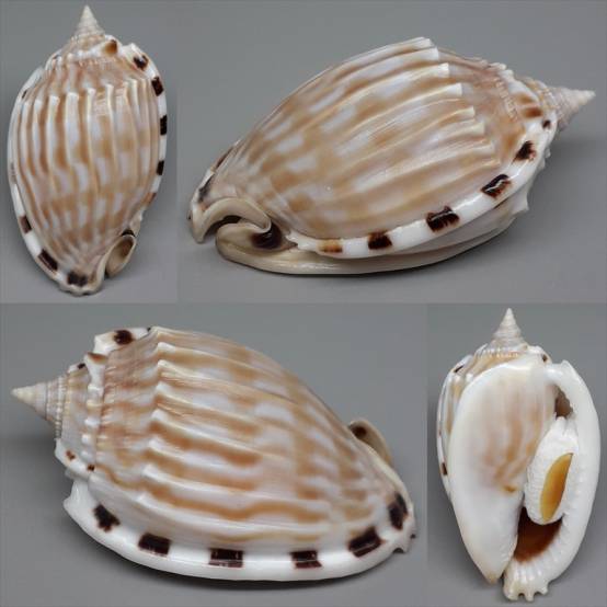 Fimbria Shell shellauction.net :: Phalium fimbria - 4320388