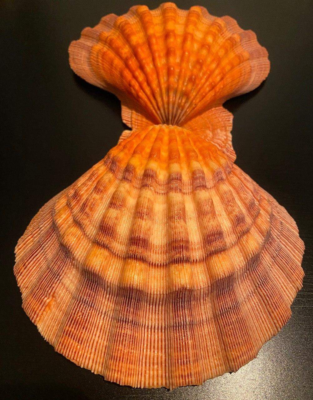 nodus shell