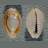 shellauction.net :: Monetaria annulus - 4307892